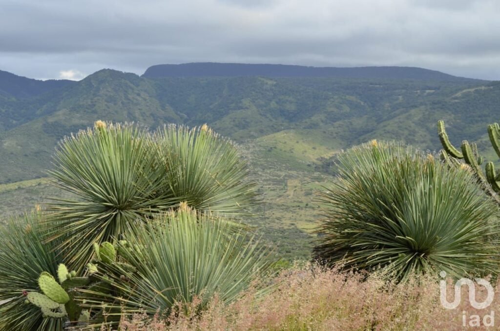 RANCHO ECOLASTICAS, PEDRO ESCOBEDO