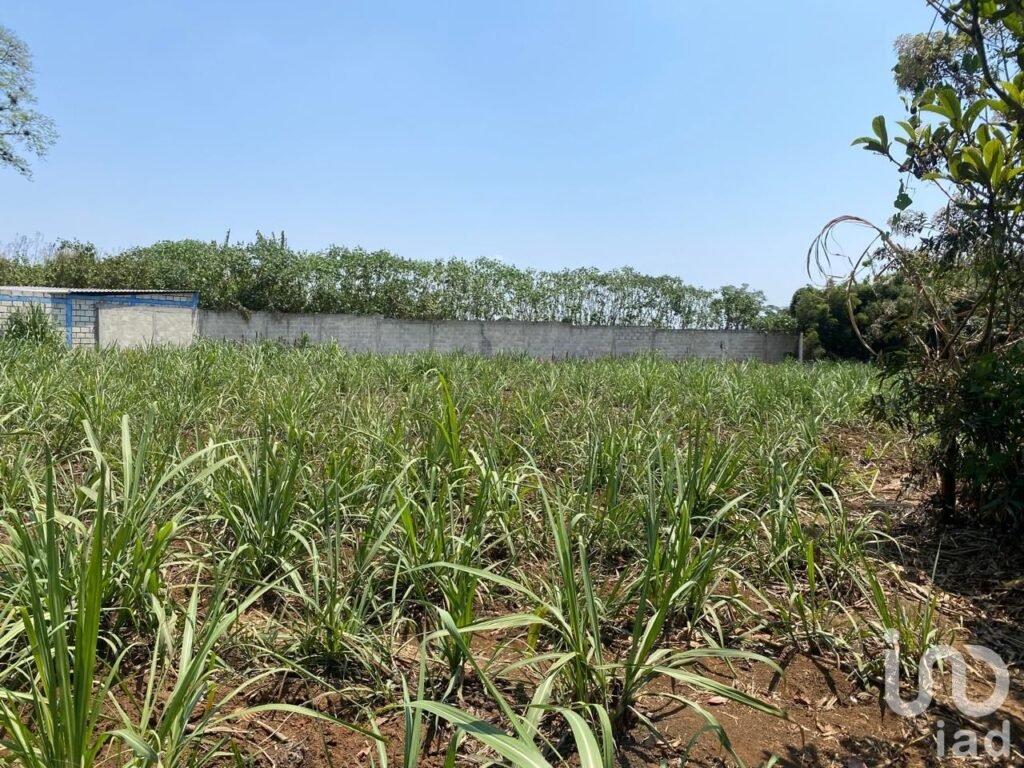 TERRENO EN VENTA EN COATEPEC, VERACRUZ