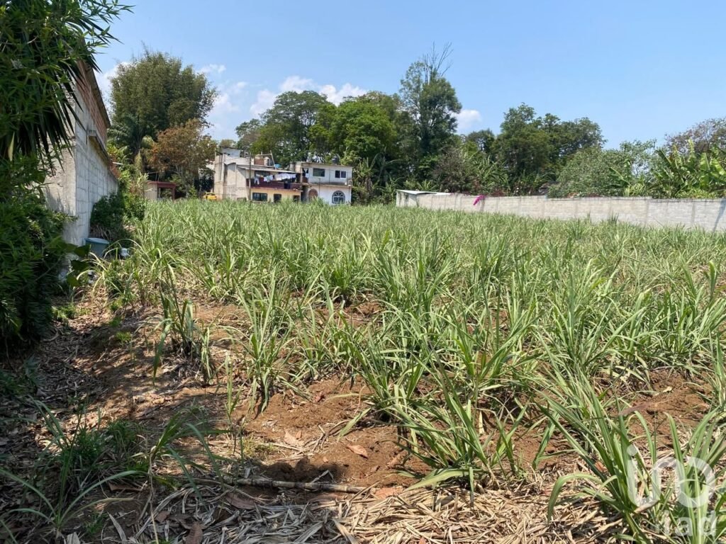 TERRENO EN VENTA EN COATEPEC, VERACRUZ