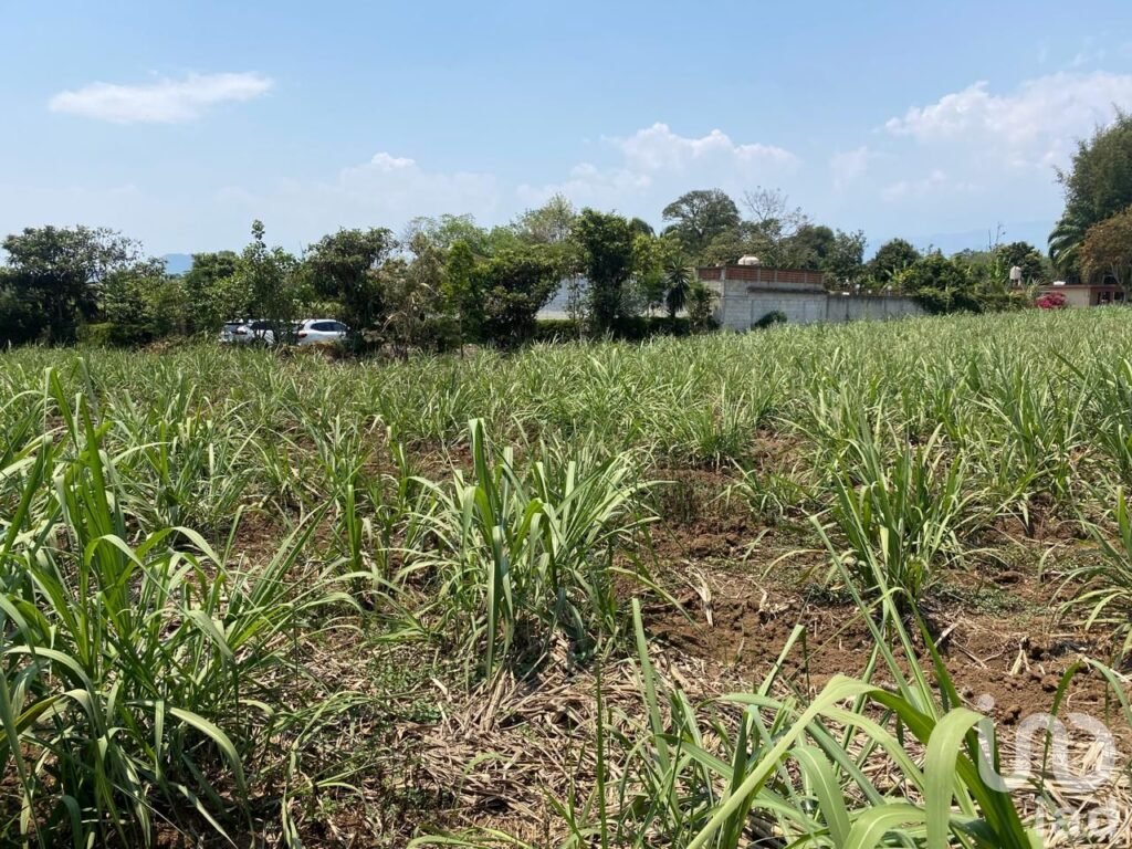TERRENO EN VENTA EN COATEPEC, VERACRUZ