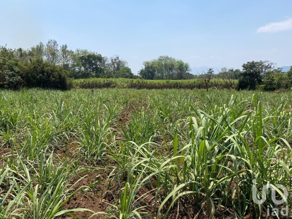 TERRENO EN VENTA EN COATEPEC, VERACRUZ