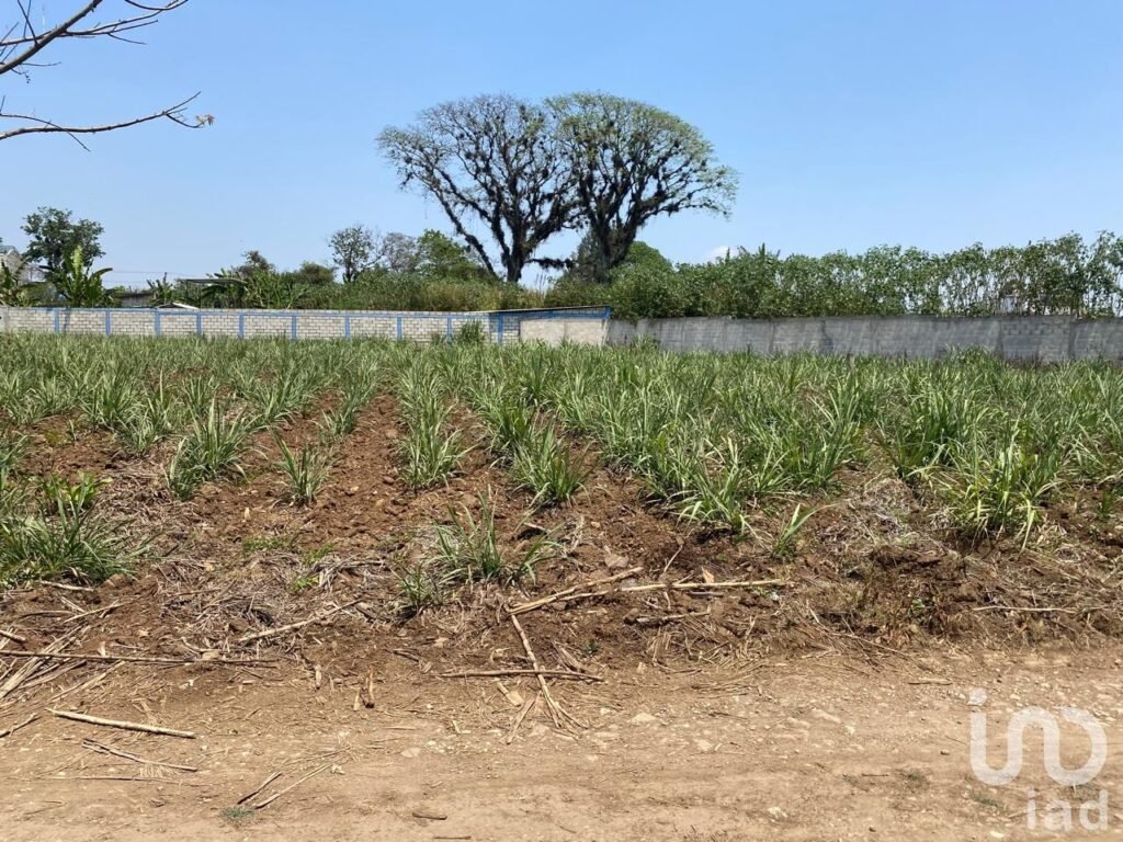 TERRENO EN VENTA EN COATEPEC, VERACRUZ