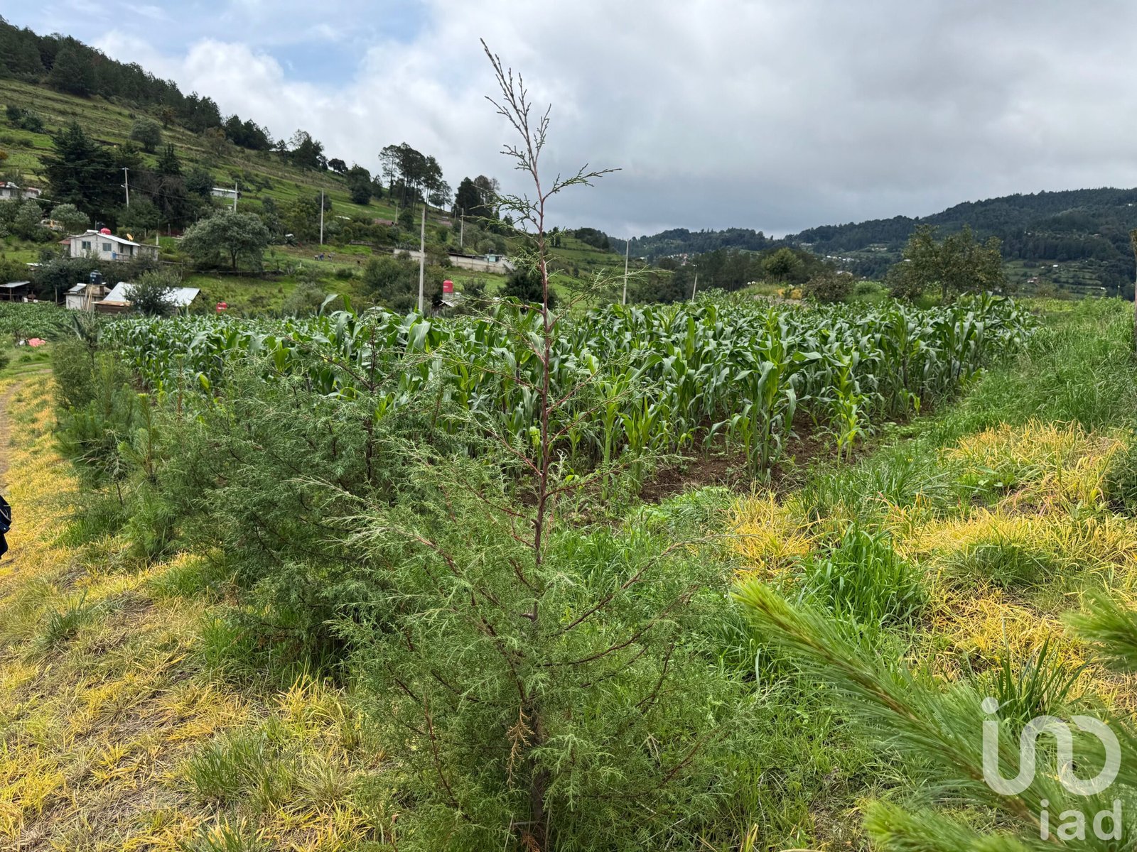 TERRENO  EN PLAN DE LA FLOR  IXTACAMAXTITLAN PUEBLA