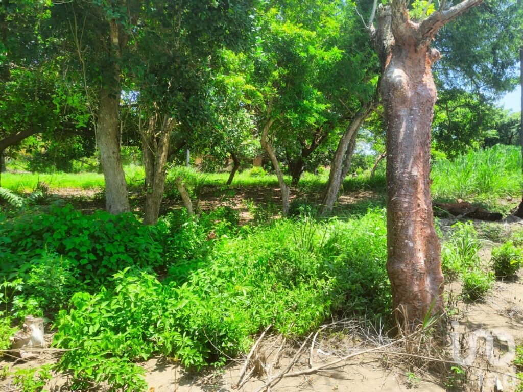 VENTA DE TERRENO (ORILLA DE PLAYA) EN MONTEGORDO, VERACRUZ