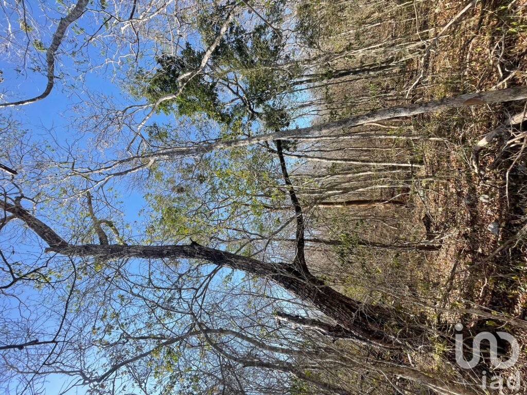 Terreno a 20 min de Celestun  - Venta - Yucatán