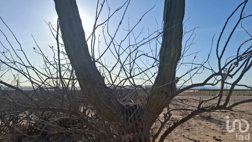 VENTA TERRENO DESARROLLO HABITACIONAL EN  LA COL. BONFIL EN LA PAZ BCS CERCA DEL MAR