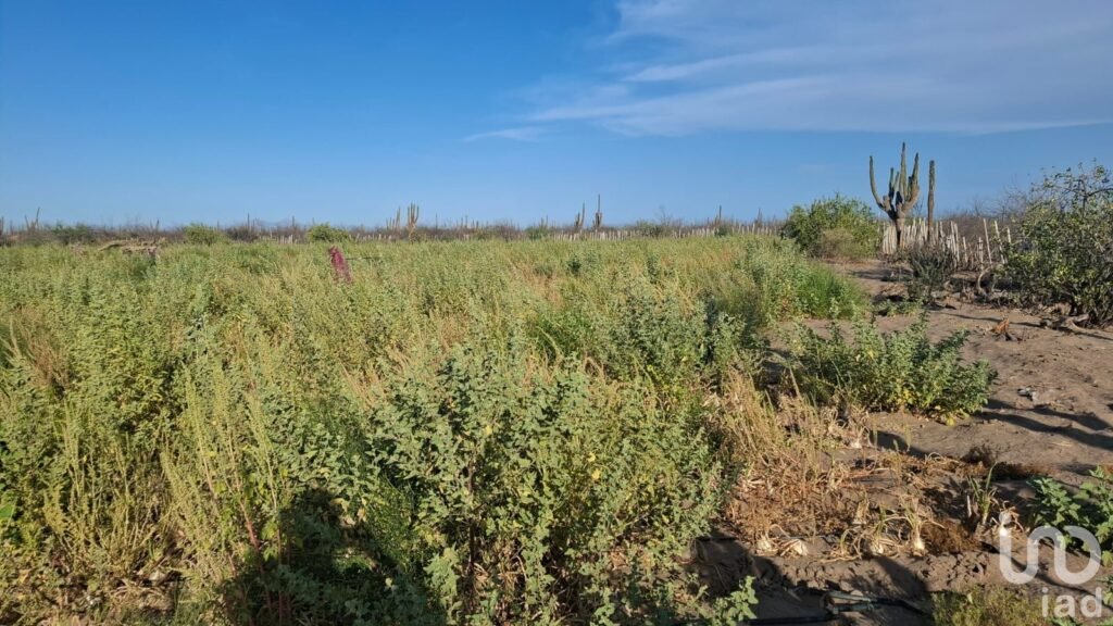 VENTA TERRENO DESARROLLO HABITACIONAL EN  LA COL. BONFIL EN LA PAZ BCS CERCA DEL MAR