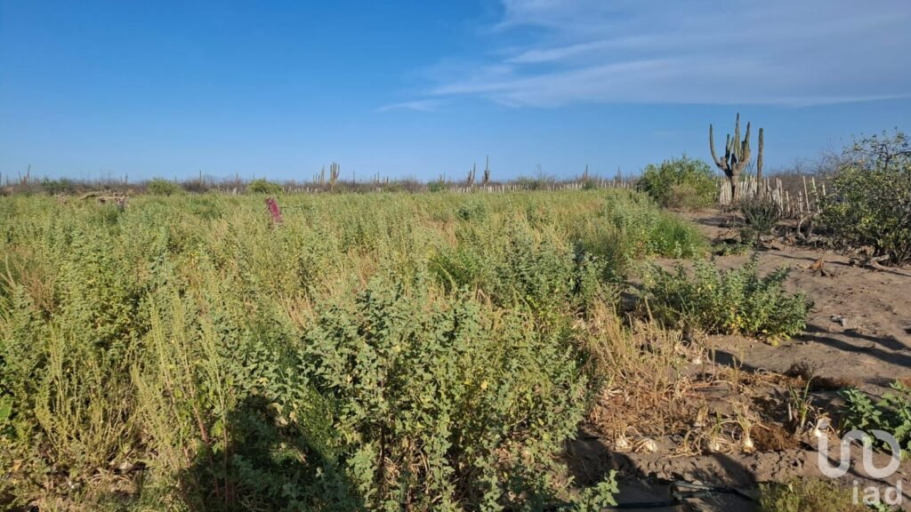 VENTA TERRENO DESARROLLO HABITACIONAL EN  LA COL. BONFIL EN LA PAZ BCS CERCA DEL MAR