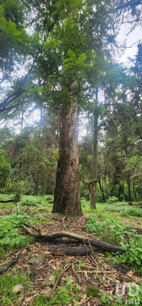 VENTA DE TERRENO EN POPO PARK, AMECAMECA