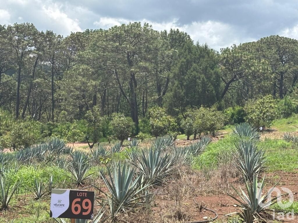 Terreno agro-residencial en chiquilistlan, jalisco