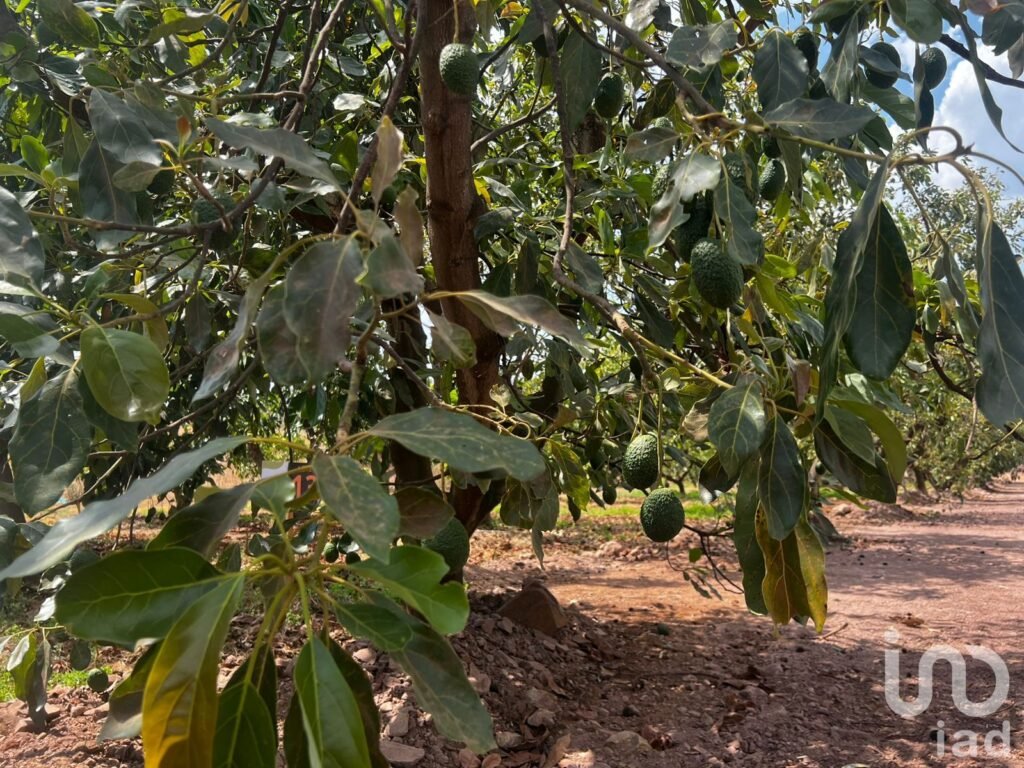 Terreno agro-residencial en chiquilistlan, jalisco