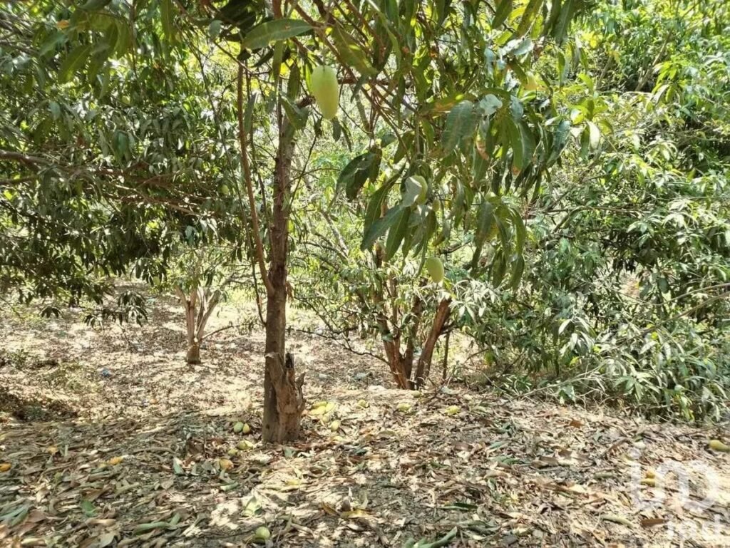 TERRENO EN VENTA EN  CHIAPA DE CORZO IDEAL PARA SUBDIVIDIR EN LOTES