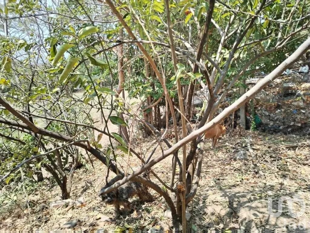 TERRENO EN VENTA EN  CHIAPA DE CORZO IDEAL PARA SUBDIVIDIR EN LOTES