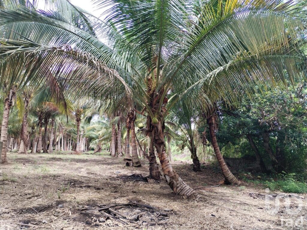 TERRENO PLANO EN VENTA EN LA ANTIGUA VERACRUZ