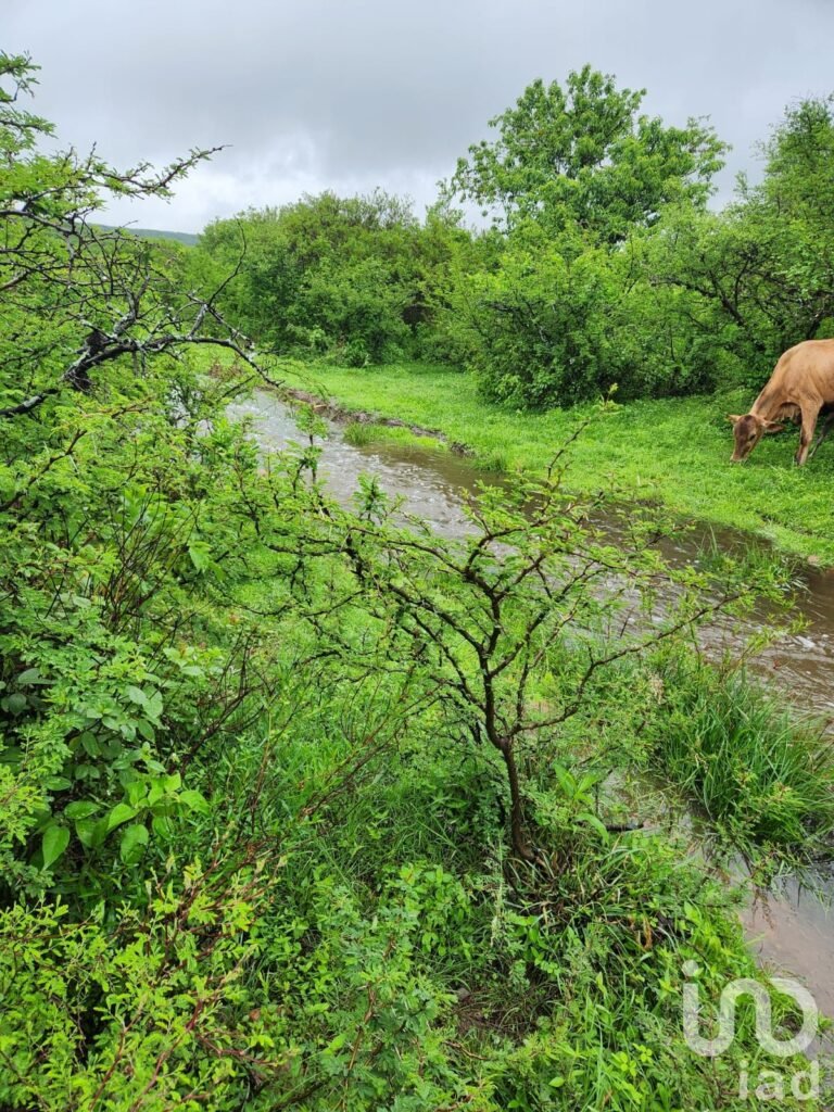 Rancho de 400 hectareas cerca de Irapuato $ 50.00 pesos x m2 EXCELENTE OPORTUNIDAD DE INVERSION
