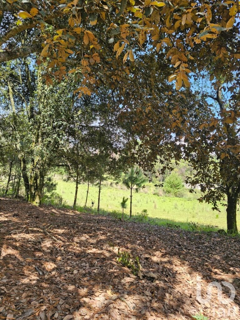 VENTA DE HERMOSO TERRENO EN BOSQUE OMITLAN DE JUAREZ