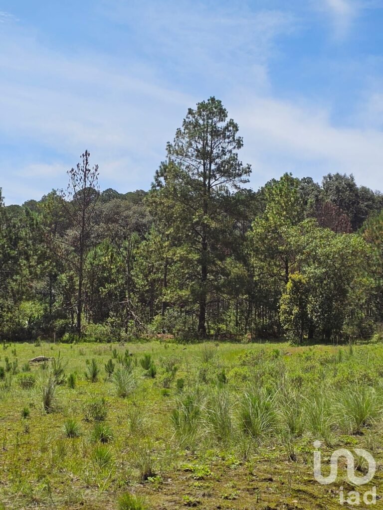 VENTA DE HERMOSO TERRENO EN BOSQUE OMITLAN DE JUAREZ