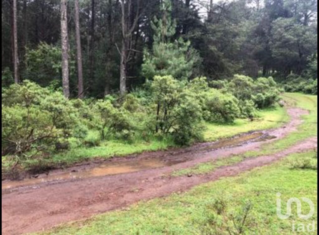 Lote campestre en medio del bosque en Omitlan