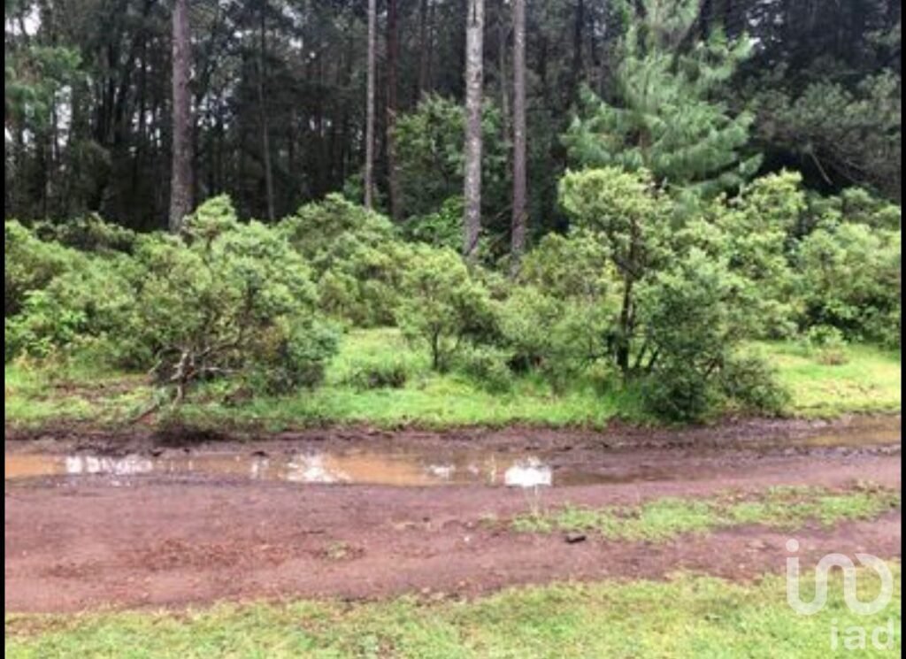 Lote campestre en medio del bosque en Omitlan