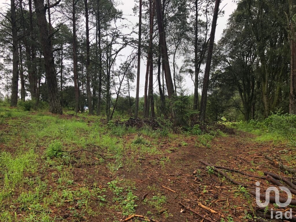 Lote campestre en medio del bosque en Omitlan
