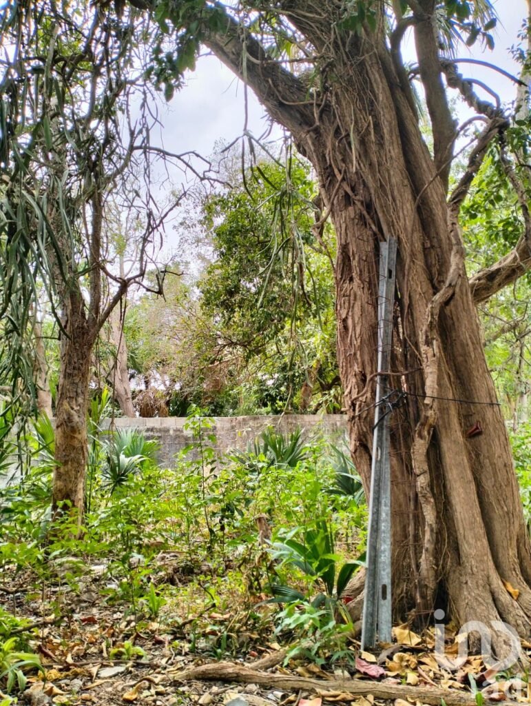 TERRENO CON CONSTRUCCIÓN EN EL CENTRO DE MERIDA, YUCATÁN