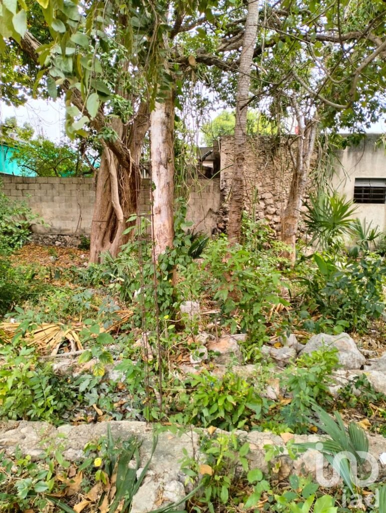 TERRENO CON CONSTRUCCIÓN EN EL CENTRO DE MERIDA, YUCATÁN