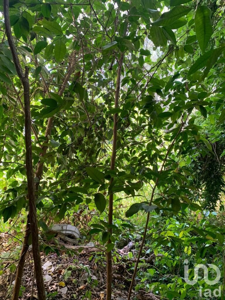 VENTA CASA PARA REMODELAR EN EL CENTRO DE MÉRIDA, ZONA SANTIAGO, INVERSIÓN SEGURA.