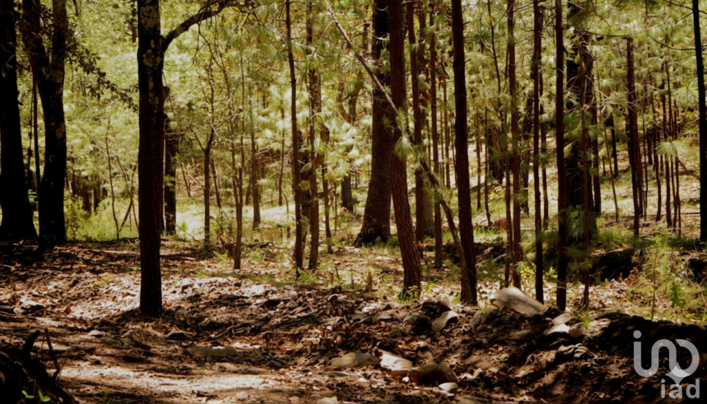 Terreno en Venta Providencia Eco-Park Adventure, Invierte en un Paisaje Inolvidable