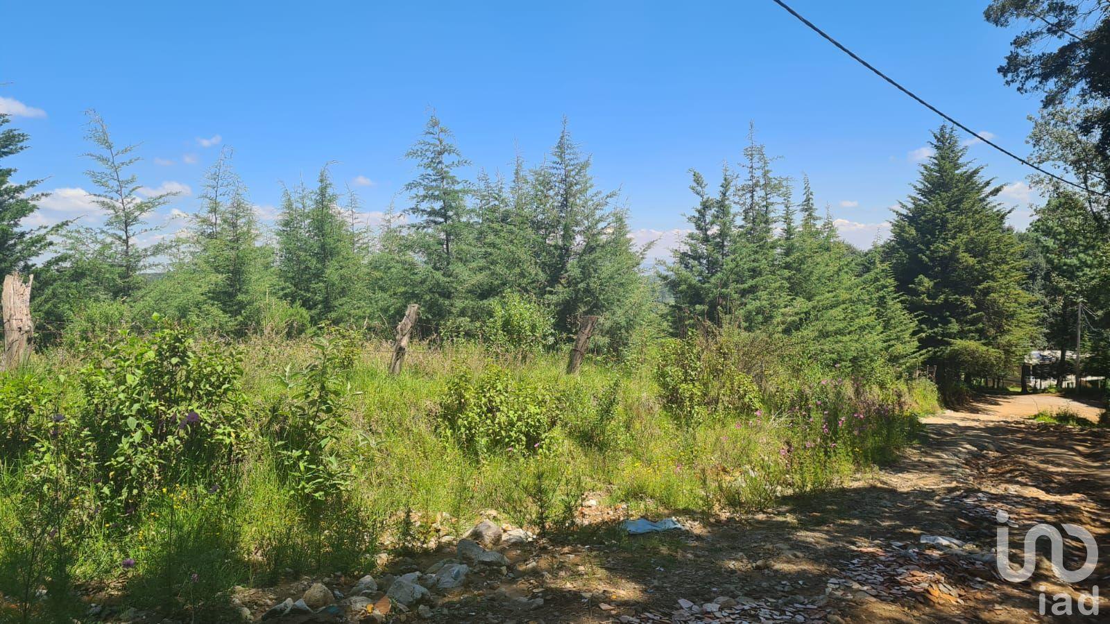 VENTA DE TERRENO EN JILOTZINGO