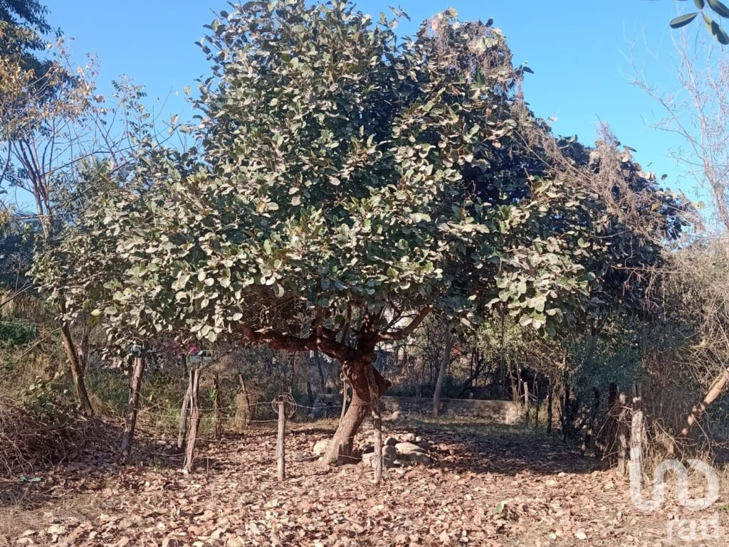 Terreno en Venta  Puerto Vallarta es Ejidal