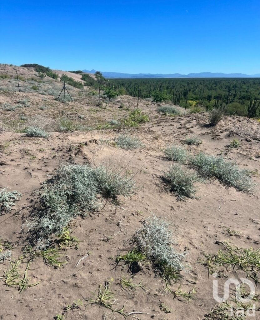 Terreno El Quelele San Juan de la costa