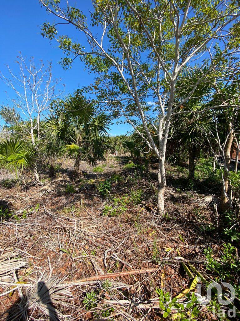 Se vende Terreno en Holbox con proyecto