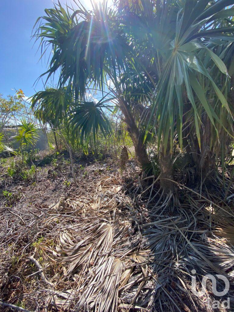 Se vende Terreno en Holbox con proyecto