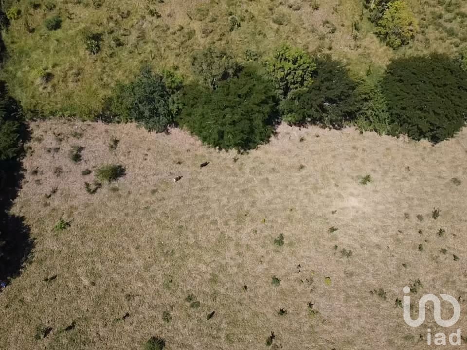 Terreno para Engorda de Ganado 8 Ha en Castillo de Teayo, Veracruz