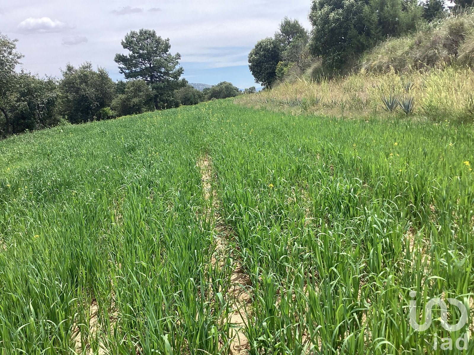 Terreno en Venta  San Felipe Ixtacuixtla Tlaxcala Mexico