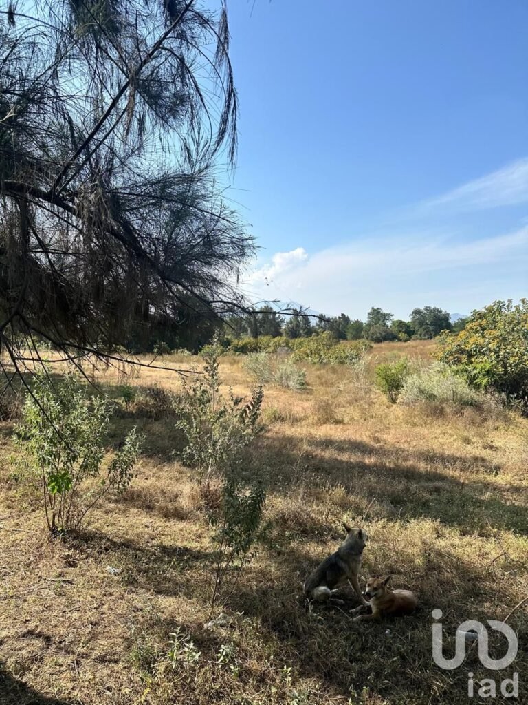SE VENDE TERRENO A PIE DE CARRETERA ARENAL-TALA
