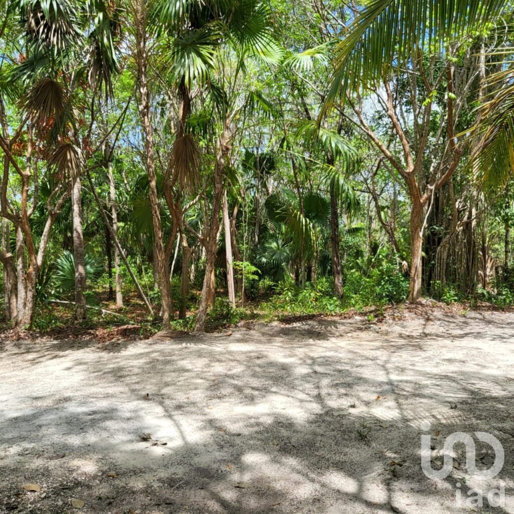 TERRENO CAMPESTRE EN VENTA OPORTUNIDAD DE INVERSIÓN LEONA VICARIO CANCUN