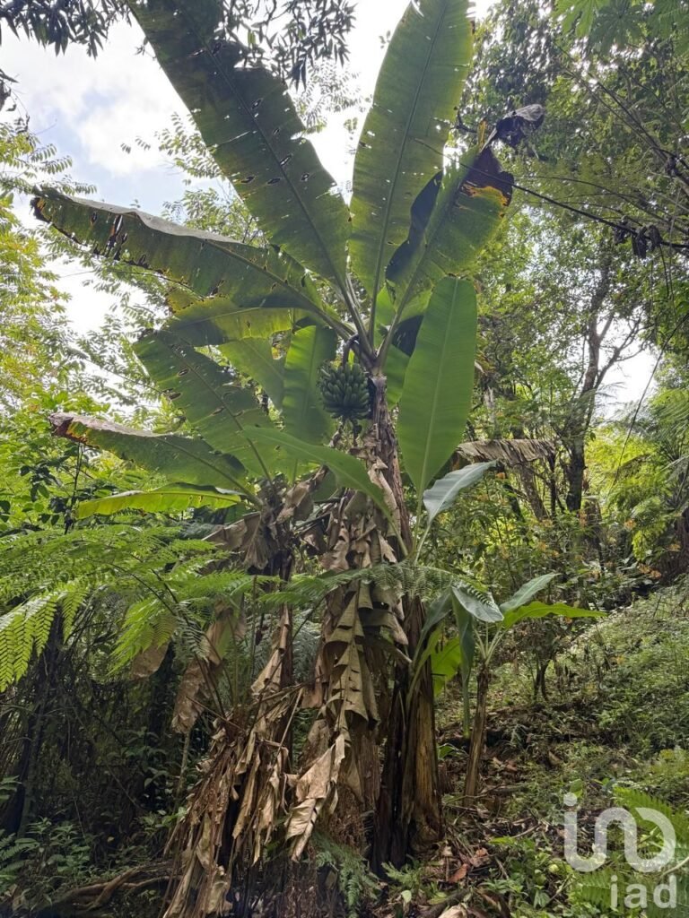 RANCHO PARA INVERSIONISTAS EN CUETZALAN