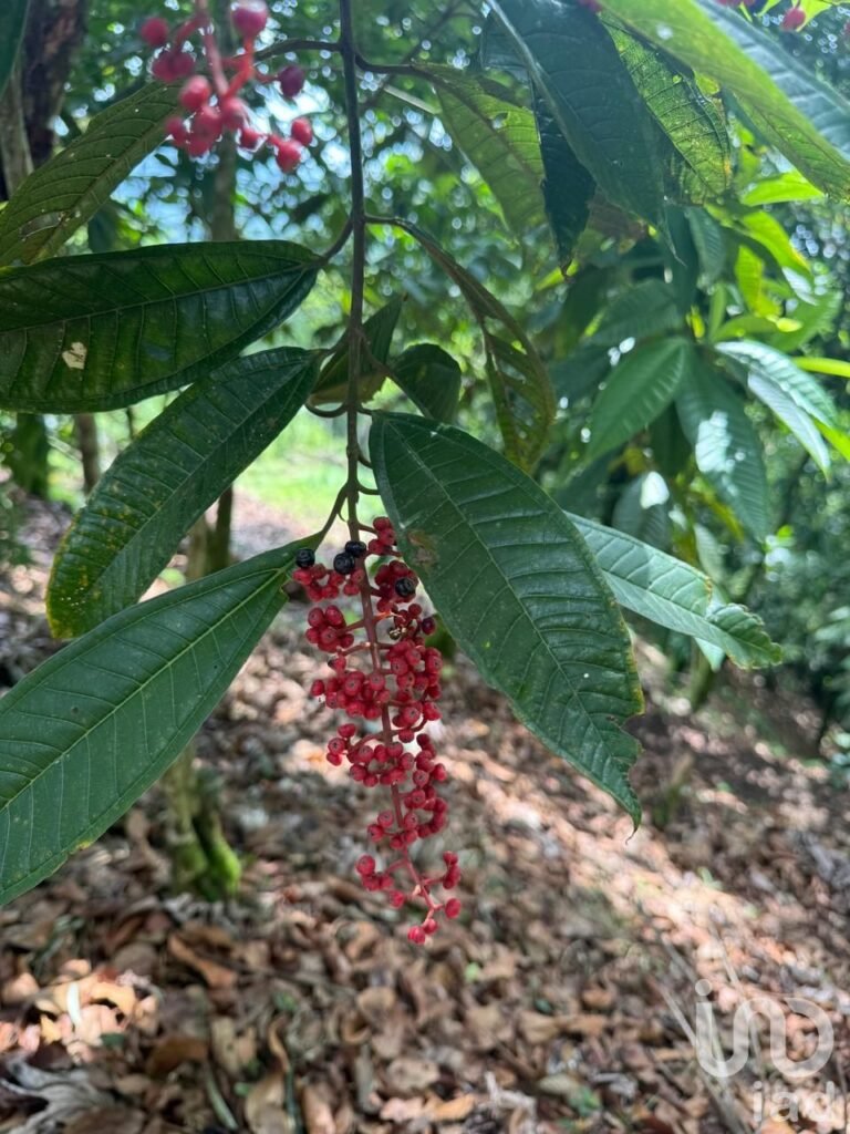RANCHO PARA INVERSIONISTAS EN CUETZALAN