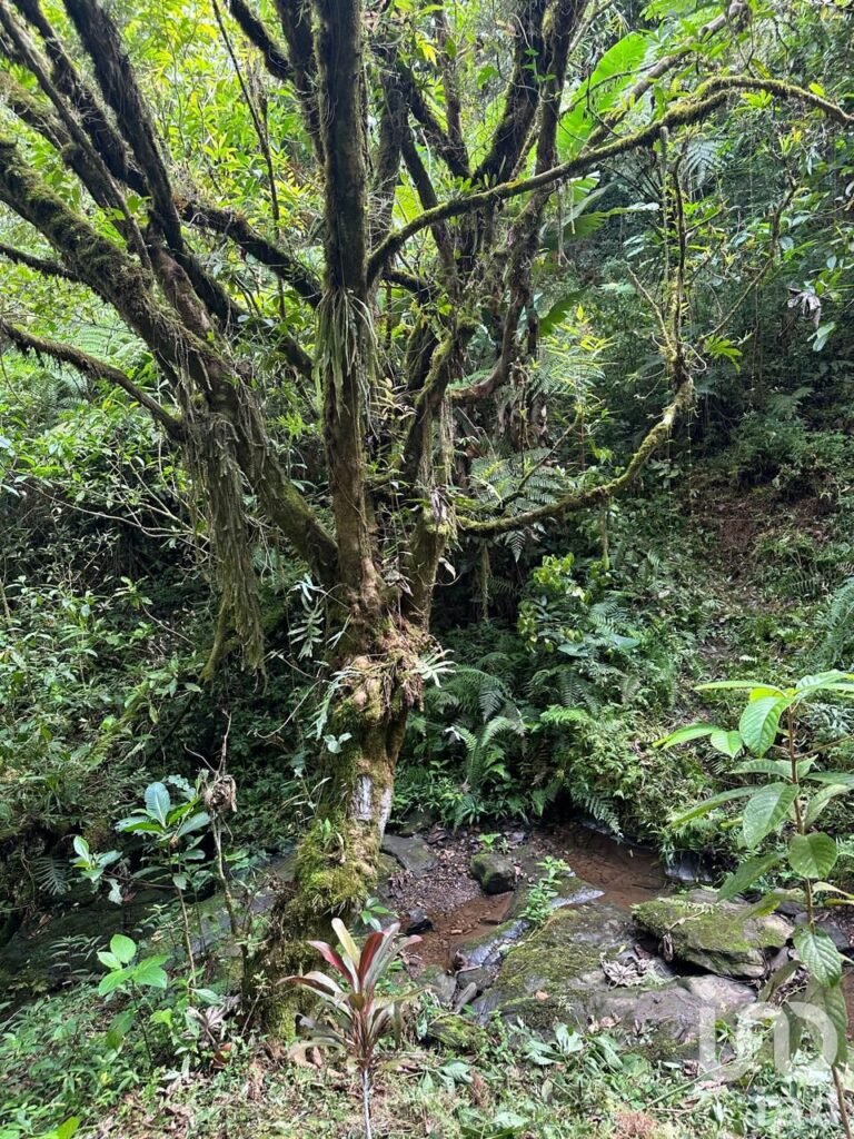 RANCHO PARA INVERSIONISTAS EN CUETZALAN