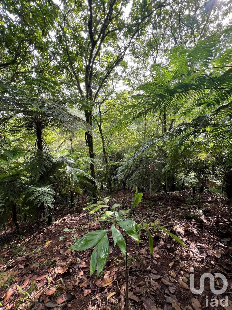 RANCHO PARA INVERSIONISTAS EN CUETZALAN RANCHO PARA INVERSIONISTAS EN CUETZALAN