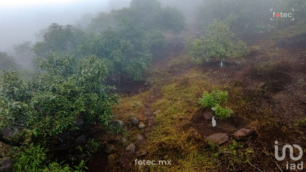 Terreno en Venta 11Ha, San Andrés-Calnali, Hidalgo