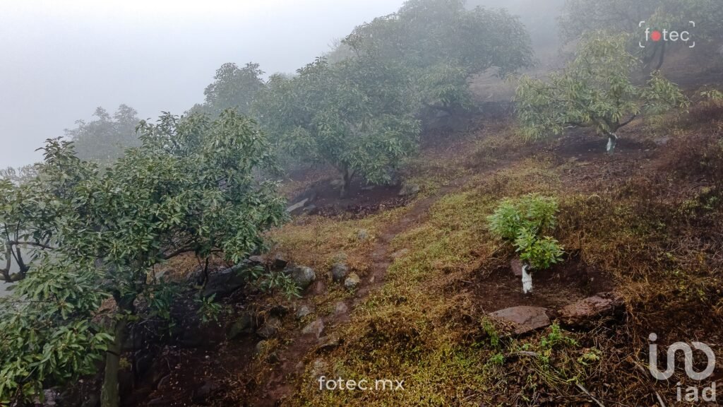 Terreno en Venta 11Ha, San Andrés-Calnali, Hidalgo