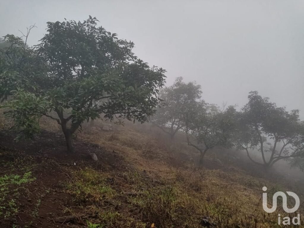 Venta de Terreno Huerto de Aguacate 5Ha, San Andrés, Hidalgo
