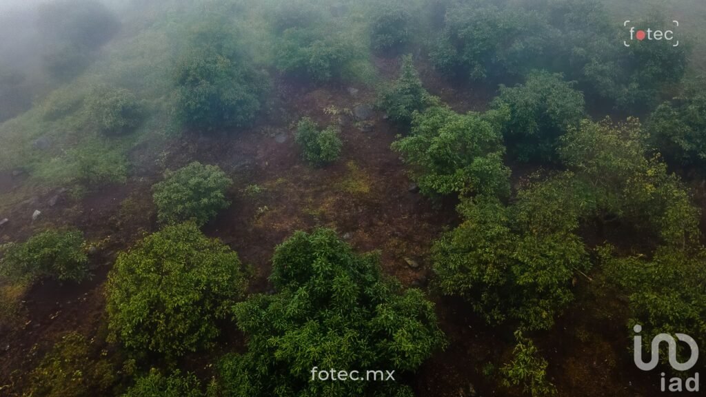 Venta de Terreno Huerto de Aguacate 5Ha, San Andrés, Hidalgo