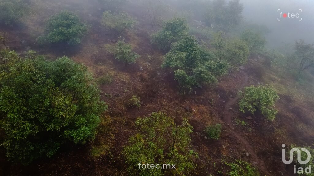 Venta de Terreno Huerto de Aguacate 5Ha, San Andrés, Hidalgo