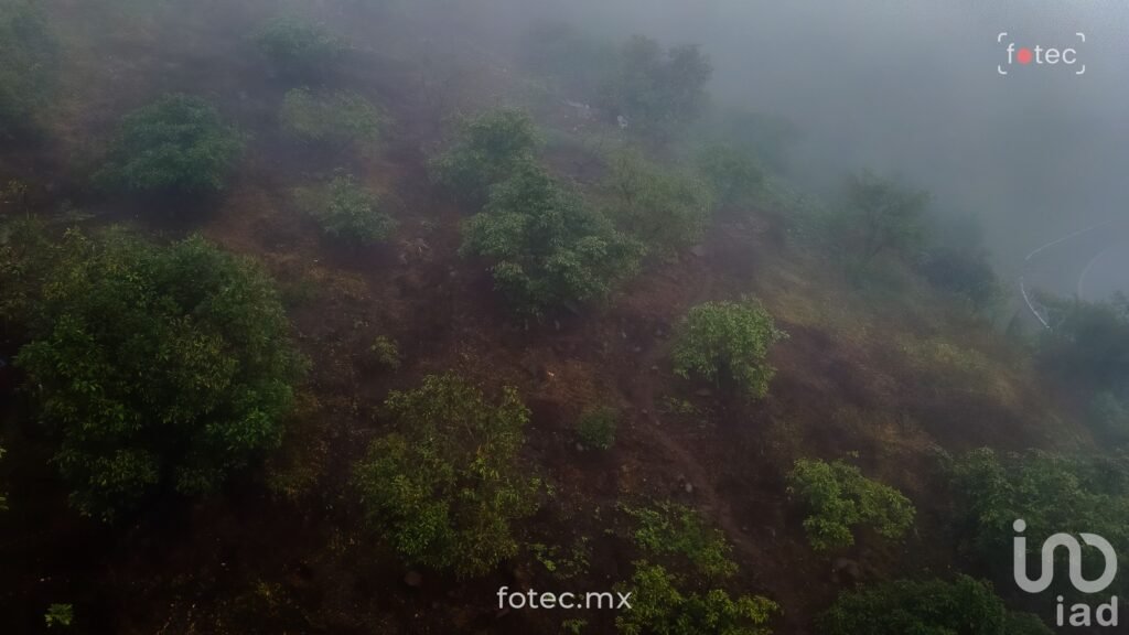 Venta de Terreno Huerto de Aguacate 5Ha, San Andrés, Hidalgo