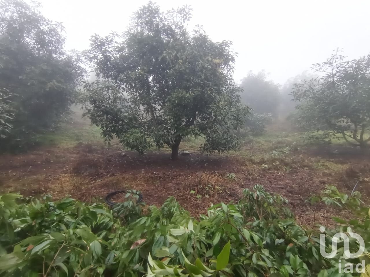 Venta de Terreno Huerto de Aguacate 5Ha, San Andrés, Hidalgo