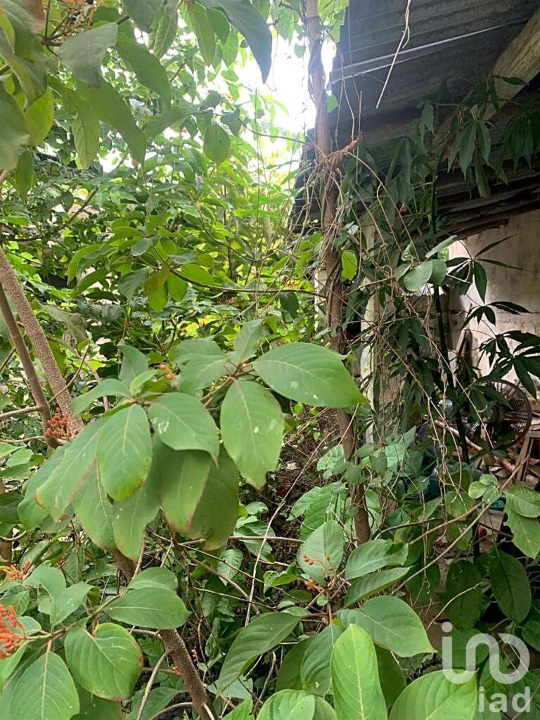 VENTA DE CASA PARA REMODELAR EN CENTRO DE MÉRIDA, YUCATAN, ZONA ERMITA