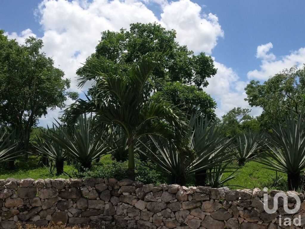 TERRENO EN VENTA AL NORTE DEL ESTADO DE YUCATÁN, EN HACIENDA SAN DIEGO PETZEBALAM